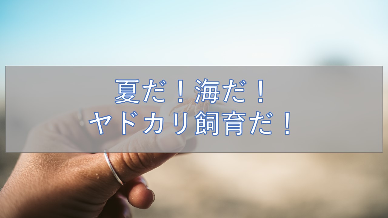 夏だ 海だ ヤドカリ オカヤドカリ 飼育だ ラビット店長