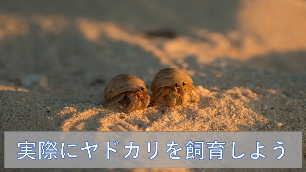 実際にヤドカリを飼育しよう 基本編 ケージ 温度 湿度 餌 ラビット店長