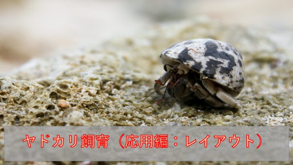 ヤドカリ飼育 応用編 レイアウト ラビット店長