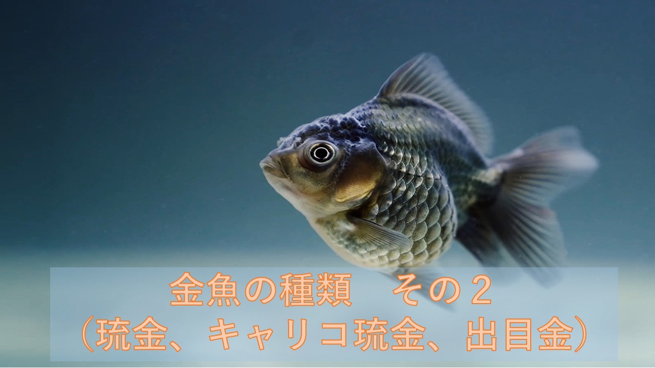 馴染みの金魚、その品種を詳しく解説 その２（琉金編） - ラビット店長