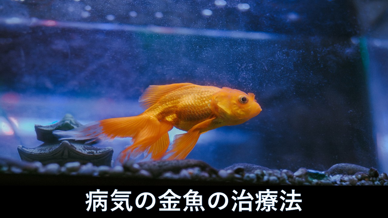 Zjvuxdk Hni2m Zjvuxdk Hni2m