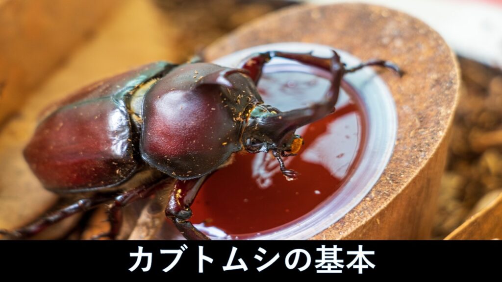 カブトムシの基礎知識 ラビット店長