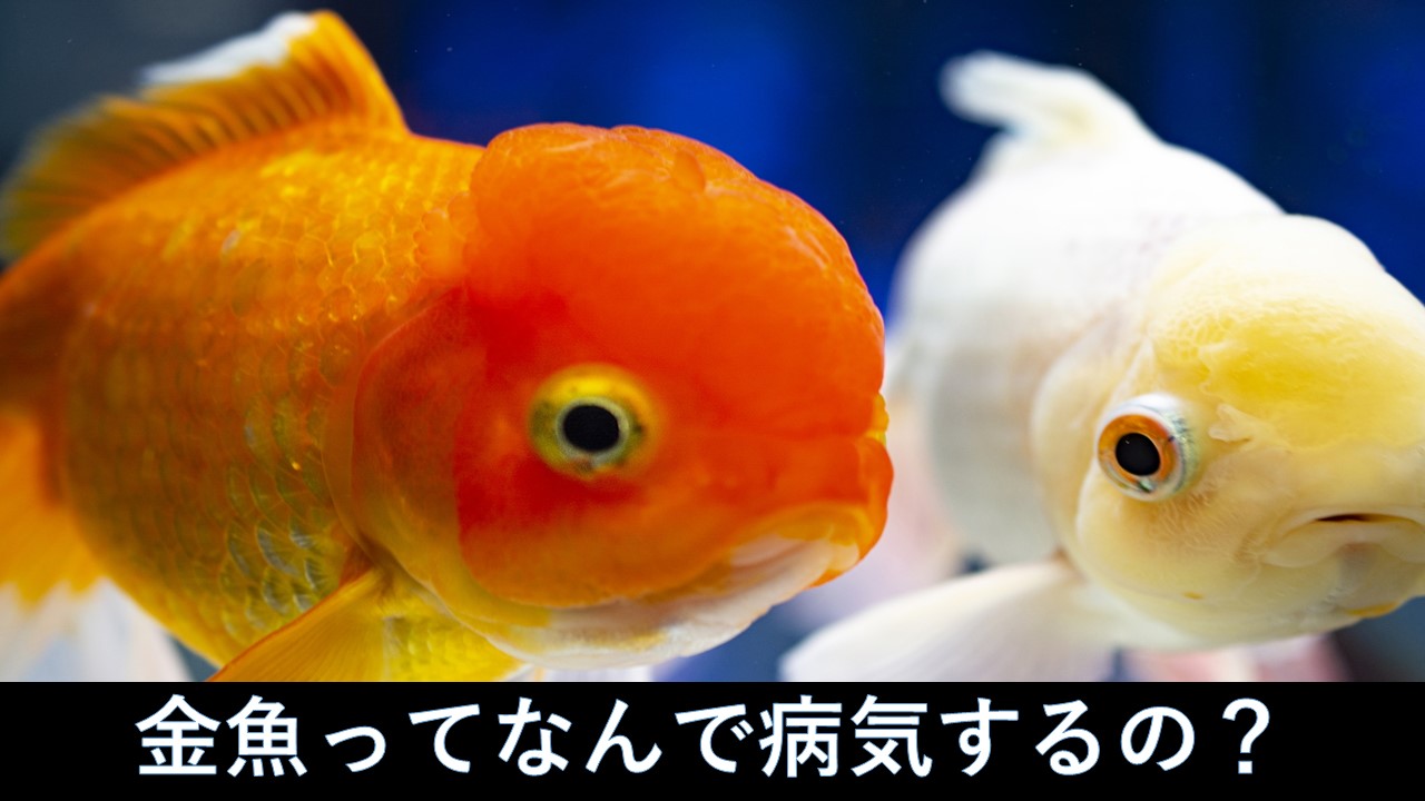 印刷可能 金魚 ふん 食べる 金魚 フン 食べる エビ Josspixj60d