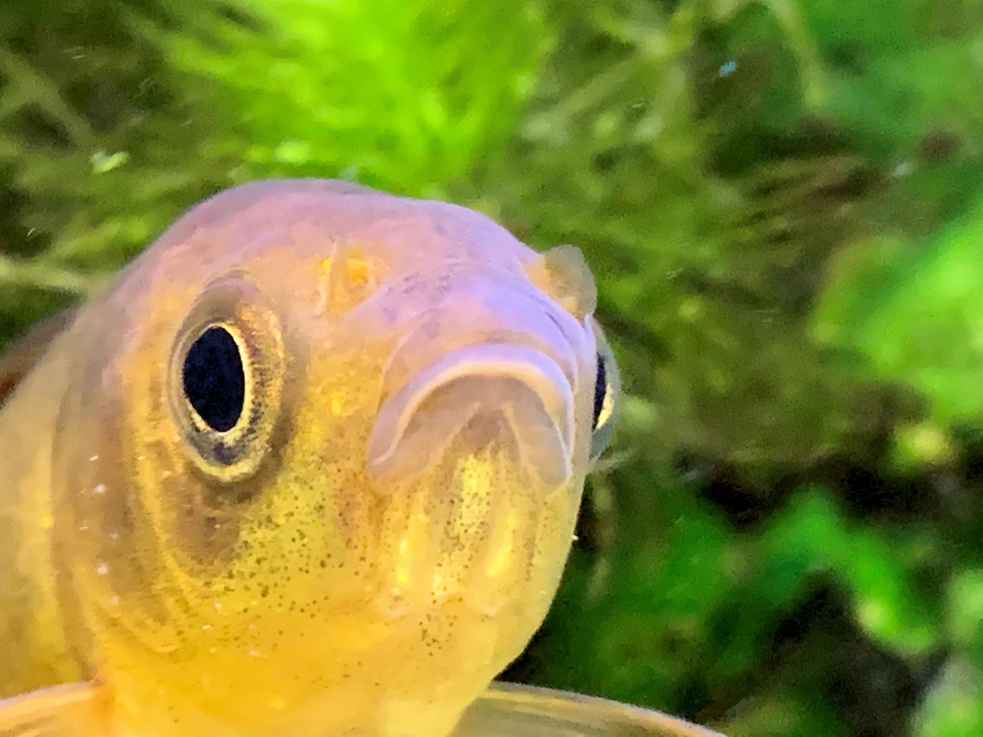 謎と可能性の多い魚”フナ”の飼育方法 - ラビット店長