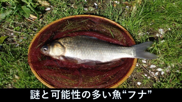 謎と可能性の多い魚”フナ”の飼育方法 - ラビット店長